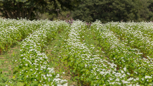 100% U.S.-Grown Buckwheat: How PACHA Sources Sustainably from Field Theory